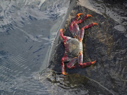 Crab with red legs and claws, red rock crab (Grapsus adscensionis), climbing up a rock in the water