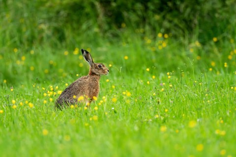 European hare (Lepus europaeus), Vulkaneifel, Rhineland-Palatinate, Germany