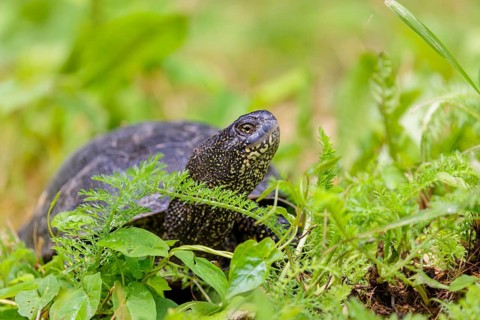 A European pond turtle (Emys orbicularis), makes its way through the green meadow next to the pond