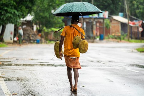A person walks as he carries jackfruits during a heavy rain in Golapara, India on 31 May 2025