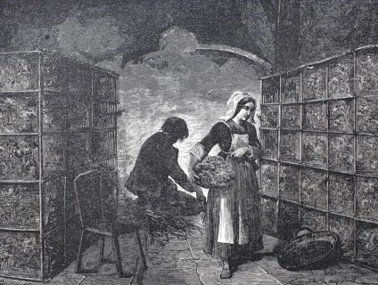 Textile industry, worker in a caterpillar factory, breeding silkworms, silkworm or mulberry moth,