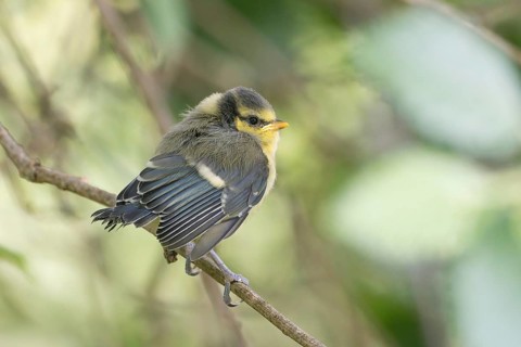 A great tit (Parus major), young bird, fluffy chick, sitting on a small branch, Hesse, Germany