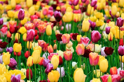 Different coloured tulips (Tulipa), colourful tulip bed, Keukenhof gardens, Lisse, Bollenstreek,
