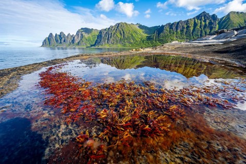 Plants in a tidal pool with reflection, rocky coast of Tungeneset, Devil's Teeth, Okshornan,