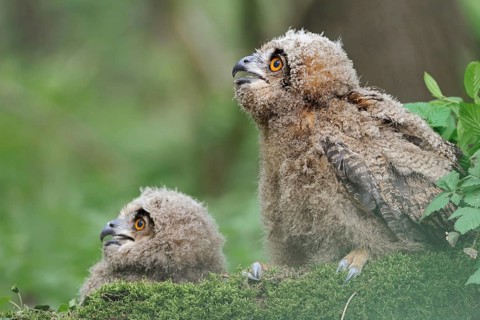 On the ground... European eagle owl (Bubo bubo), two young birds, young eagle owls, owls often