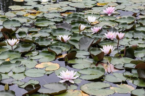 Water lilies (Nymphaea), Berlin, Germany