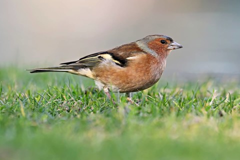 Chaffinch (Fringilla coelebs), male standing in meadow, Flachsee nature reserve, Freiamt, Canton