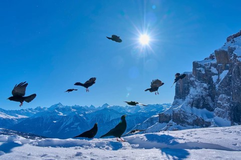 Alpine choughs (Pyrrhocorax graculus), birds flying over a snowy mountain landscape under a bright