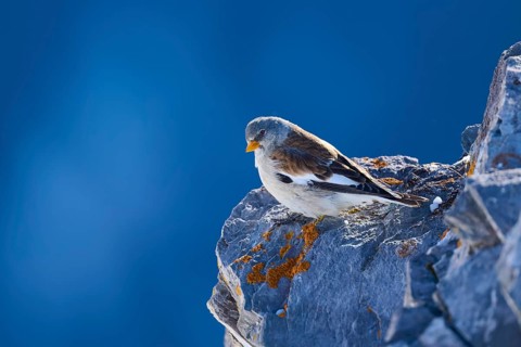 Snowfinch (Montifringilla nivalis), a bird on a rock under a clear blue sky, Gemmi Pass, Leukerbad,