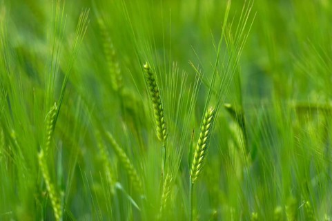 Grain field with unripe ears of barley (Hordeum vulgare), delicate structure, texture, background