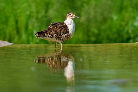 Bird standing in the water, surrounded by green nature, Ruff (Calidris pugnax), spring, France