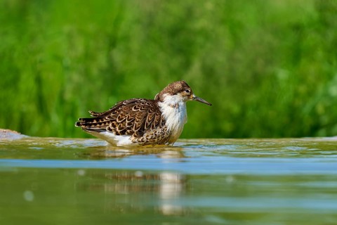 Bird in water with reflection in natural environment, Ruff (Calidris pugnax), spring, France