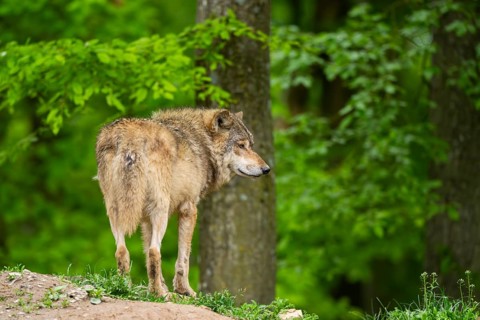 Eastern wolf (Canis lupus lycaon) standing on a little hill, Bavaria, Germany