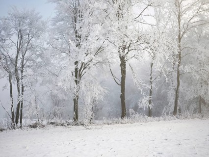 Shrubs and trees in hoarfrost and fog, Horben, Lindenberg, Freiamt, Canton Aargau, Switzerland