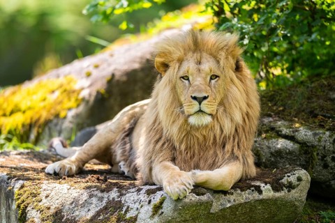 Southern African lion (Panthera leo melanochaita) male, lying on a rock, captive, Zoo Augsburg,