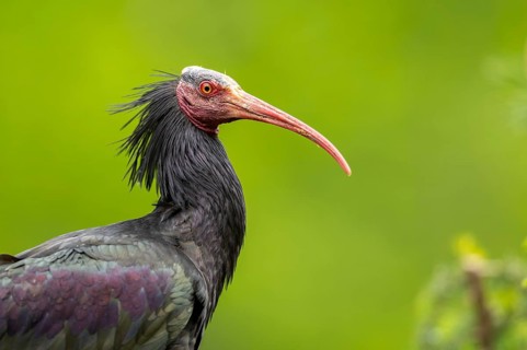Northern bald ibis (Geronticus eremita) portrait, Bavaria, Germany