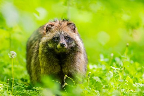 Common raccoon dog (Nyctereutes procyonoides) standing in the grass, Bavaria, Germany