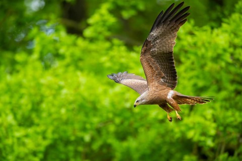 Black kite (Milvus migrans) flying in a forest in early summer, Bavaria, Germany