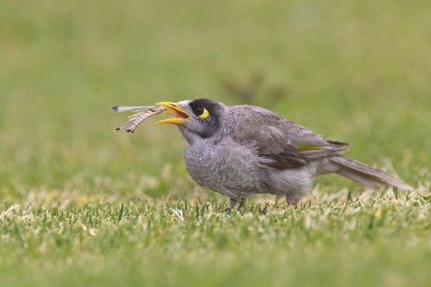 Noisy Miner (Manorina melanocephala), South Australia, Australia
