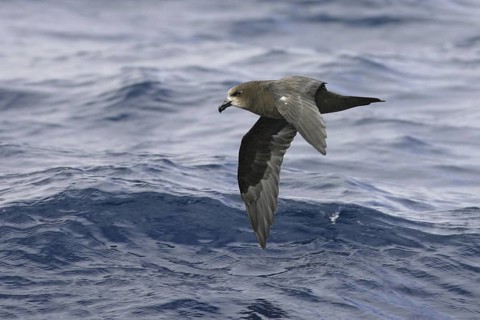 Great-winged Petrel (Pterodroma gouldi) flying, South Australia, Australia