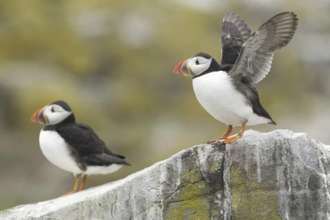 Atlantic Puffin (Fratercula arctica), Scotland, United Kingdom