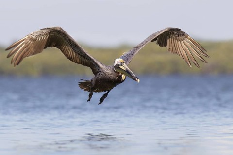 Brown Pelican (Pelecanus occidentalis) flying, Florida, USA