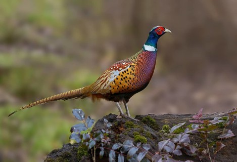 Common Pheasant (Phasianus colchicus) male, British Columbia, Canada