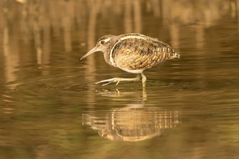 Greater Painted-snipe (Rostratula benghalensis), Gambia