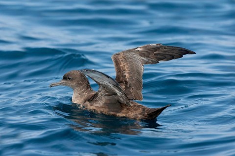 Sooty Shearwater Puffinus griseus San Diego, California, United States 14 September Adult