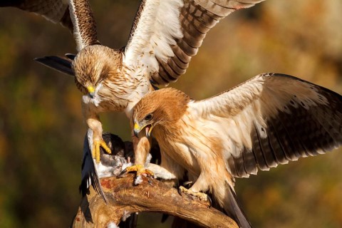 Booted Eagle (Hieraaetus pennatus) juvenile and female, Castile and Leon, Spain