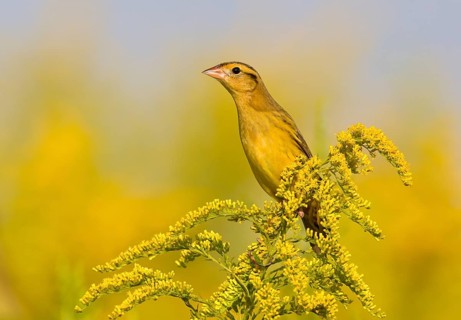 Bobolink (Dolichonyx oryzivorus), Ohio, USA