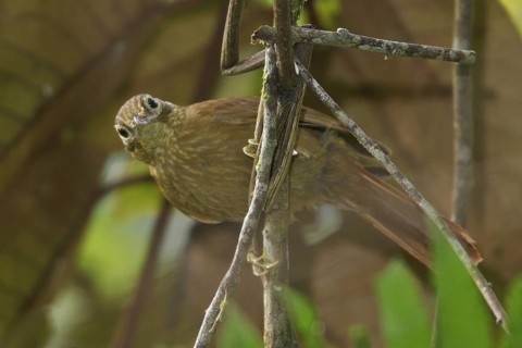 Buff-throated Foliage-gleaner (Automolus ochrolaemus), Manu National Park, Peru