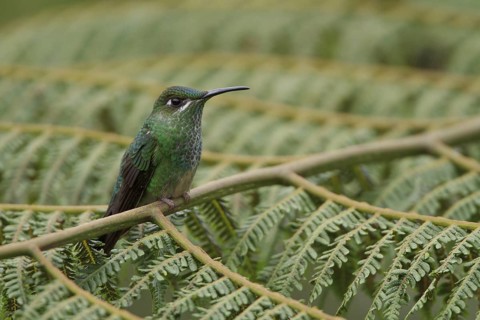 Violet-fronted Brilliant (Heliodoxa leadbeateri), Manu National Park, Peru