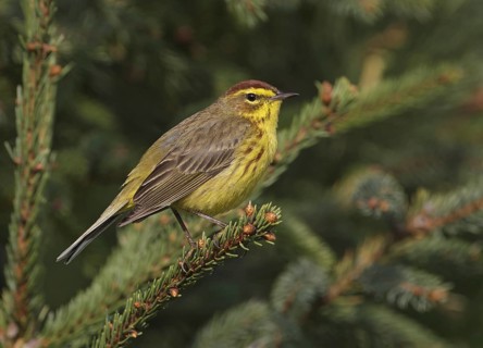 Palm Warbler (Setophaga palmarum hypochrysea), Maine, USA