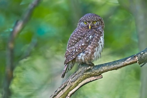 Eurasian Pygmy Owl (Glaucidium passerinum), Bavaria, Germany