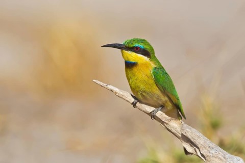 Little Bee-eater (Merops pusillus) perched on a branch, Chobe, Botswana