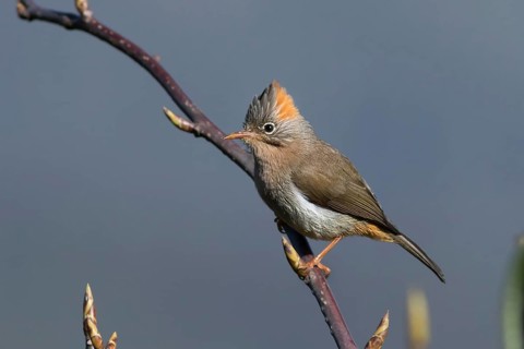 Rufous-vented Yuhina (Yuhina occipitalis), Darjeeling, India