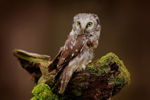 Boreal owl, Aegolius funereus, bird in the nature habitat, sitting on the stone. Bird with yellow