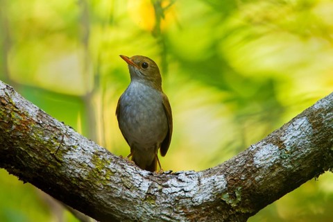 Orange-billed Nightingale-Thrush Catharus aurantiirostris aenopennis Cerro de San Juan, Tepic,