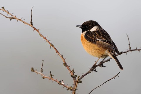 European Stonechat (Saxicola rubicola) male perched on a branch, North Rhine-Westphalia, Germany