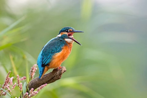 Common Kingfisher (Alcedo atthis) juvenile female regurgitating pellet, Saxony-Anhalt, Germany