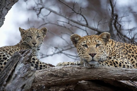 Leopard (Panthera pardus) adult with cub lying on a tree, Sabi Sands, South Africa