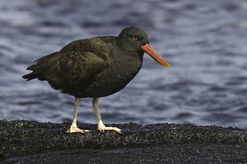 Blackish Oystercatcher (Haematopus ater), Falkland Islands