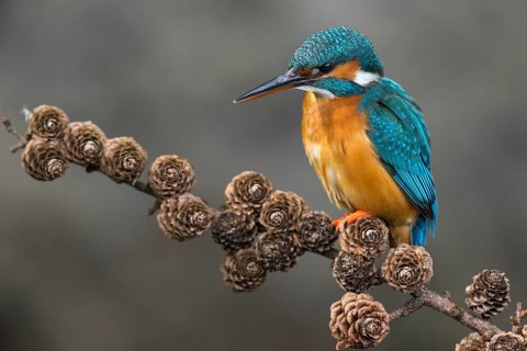 Common Kingfisher (Alcedo atthis) female perched on a branch, Lower Saxony, Germany