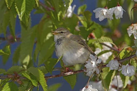 Willow Warbler (Phylloscopus trochilus) male singing, Scotland, United Kingdom