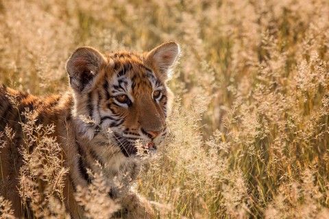 Bengal Tiger (Panthera tigris) cub portrait in morning light, captive, Philippolis, South Africa