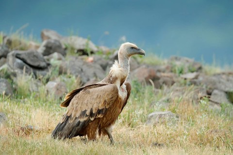 Griffon Vulture, Bulgaria, Eastern Rhodopes. Wildlife scene from Balkan