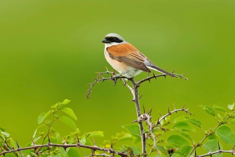 Red-backed shrike, Lanius collurio, bird from Bulgaria. Animal in the nature habitat, Europe.