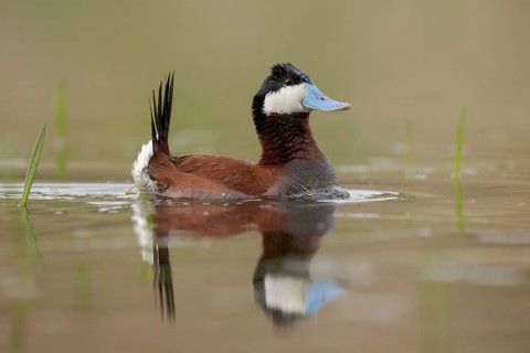 Ruddy Duck (Oxyura jamaicensis) male, British Columbia, Canada
