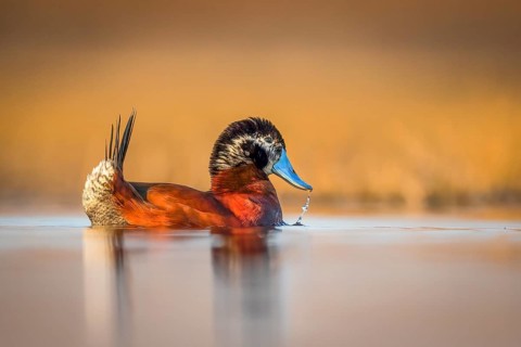 Maccoa Duck (Oxyura maccoa) male, Gauteng, Südafrika